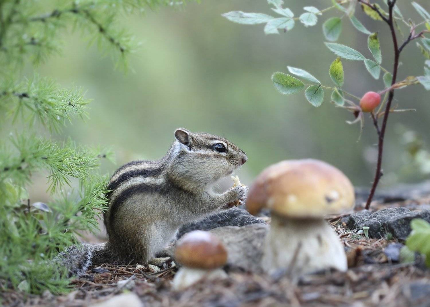 бурундук, боровик, якутия, Евгения Левина