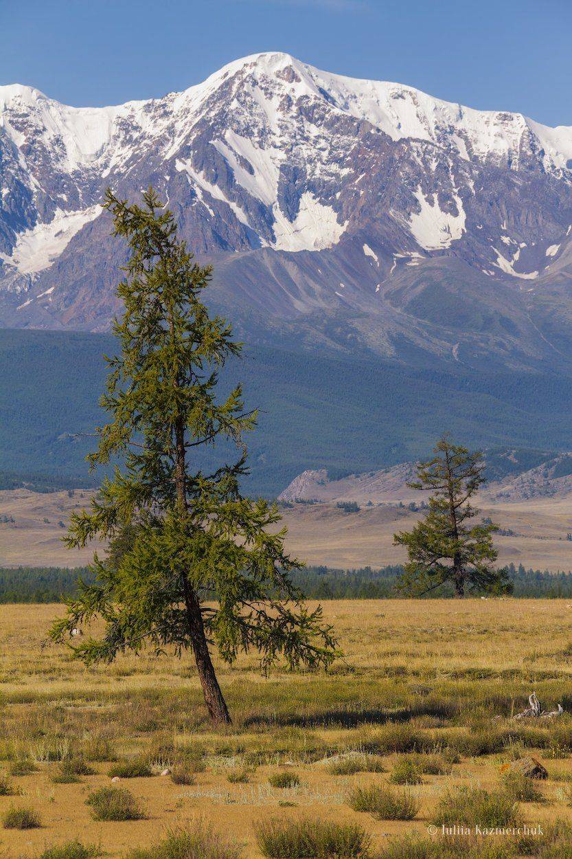 Горный Алтай, Курай, степь, август, лиственница, дерево, ледник, Северо-Чуйский хребет, Казмерчук Юлия
