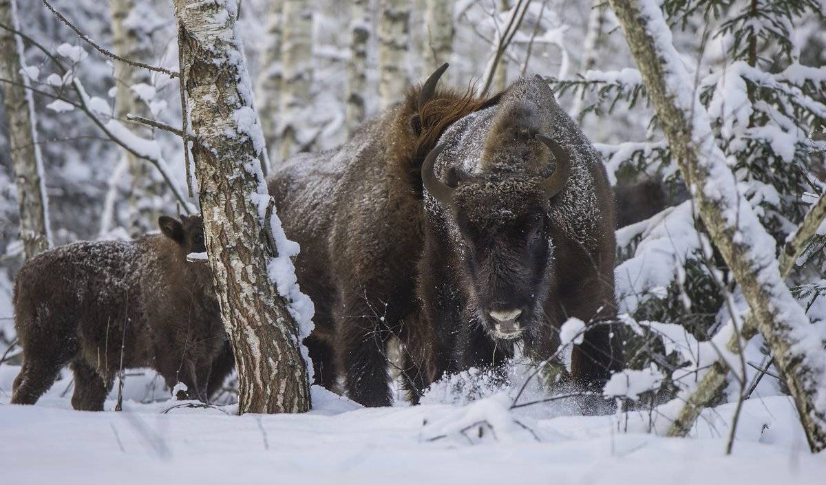 атака, Александр Маркелов
