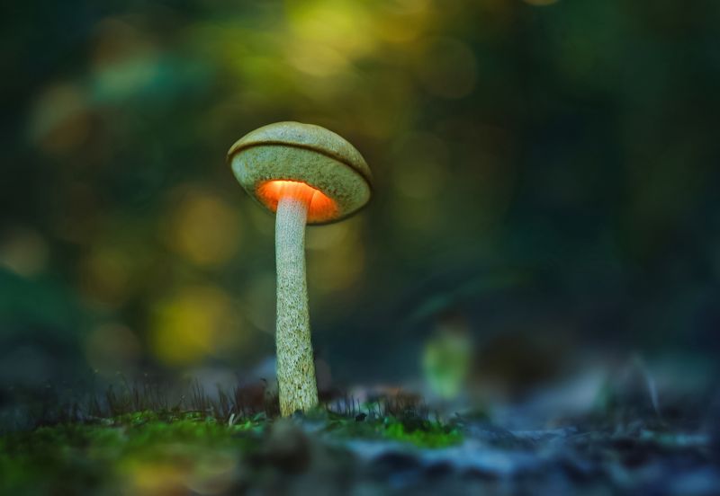 Лесной торшер фото превью