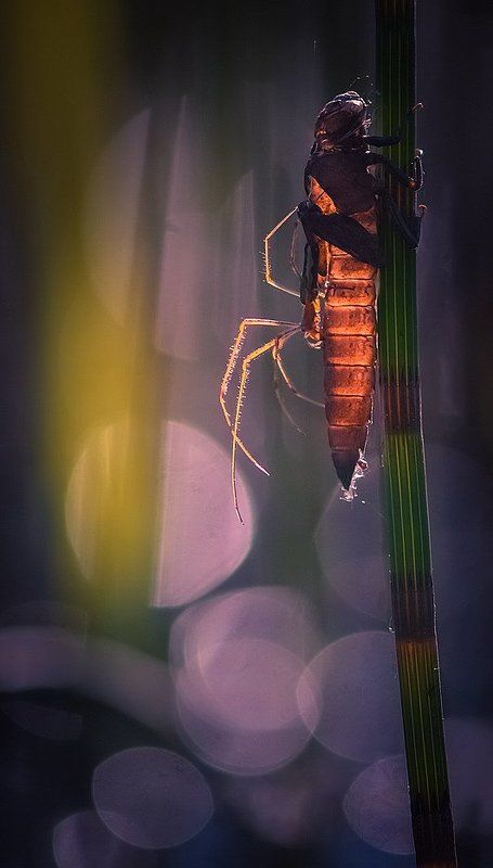 Фредди Крюгер фото превью