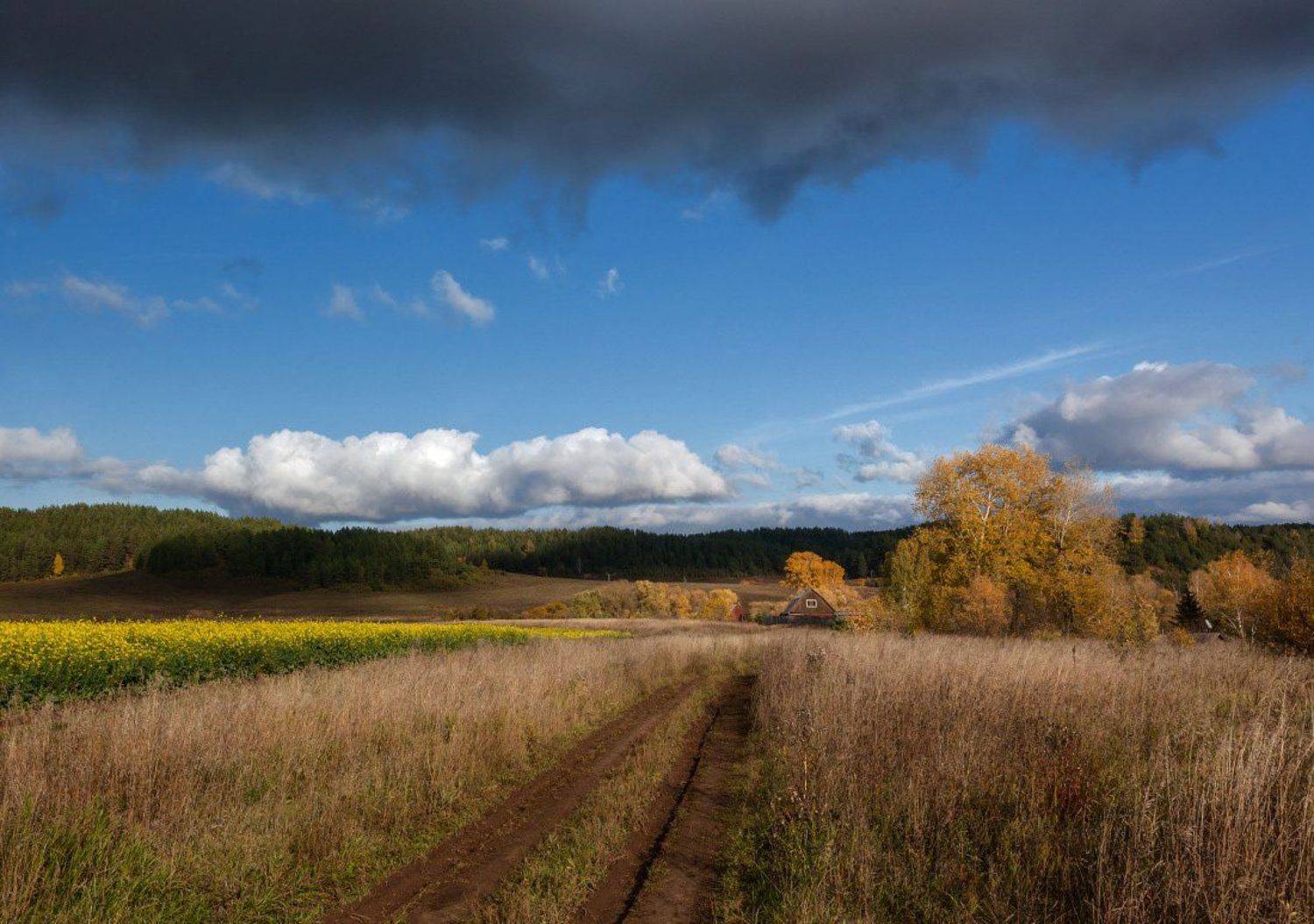 Поле трава колея цветы избушка склоны лес небо туча, Георгий Машковцев
