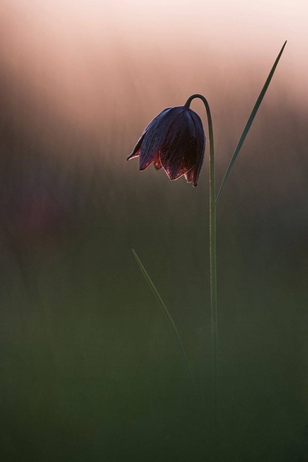 рябчик, русский, Антон