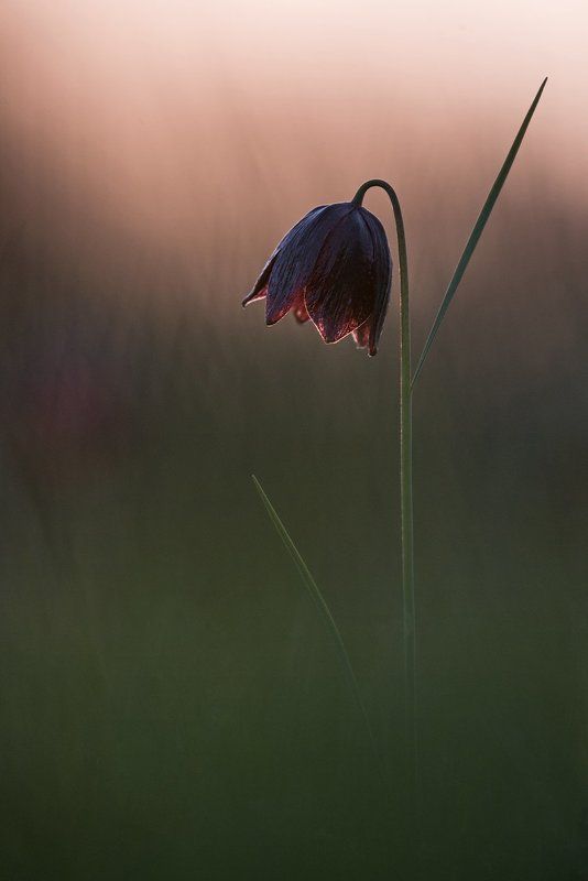 рябчик, русский Рябчик русский фото превью