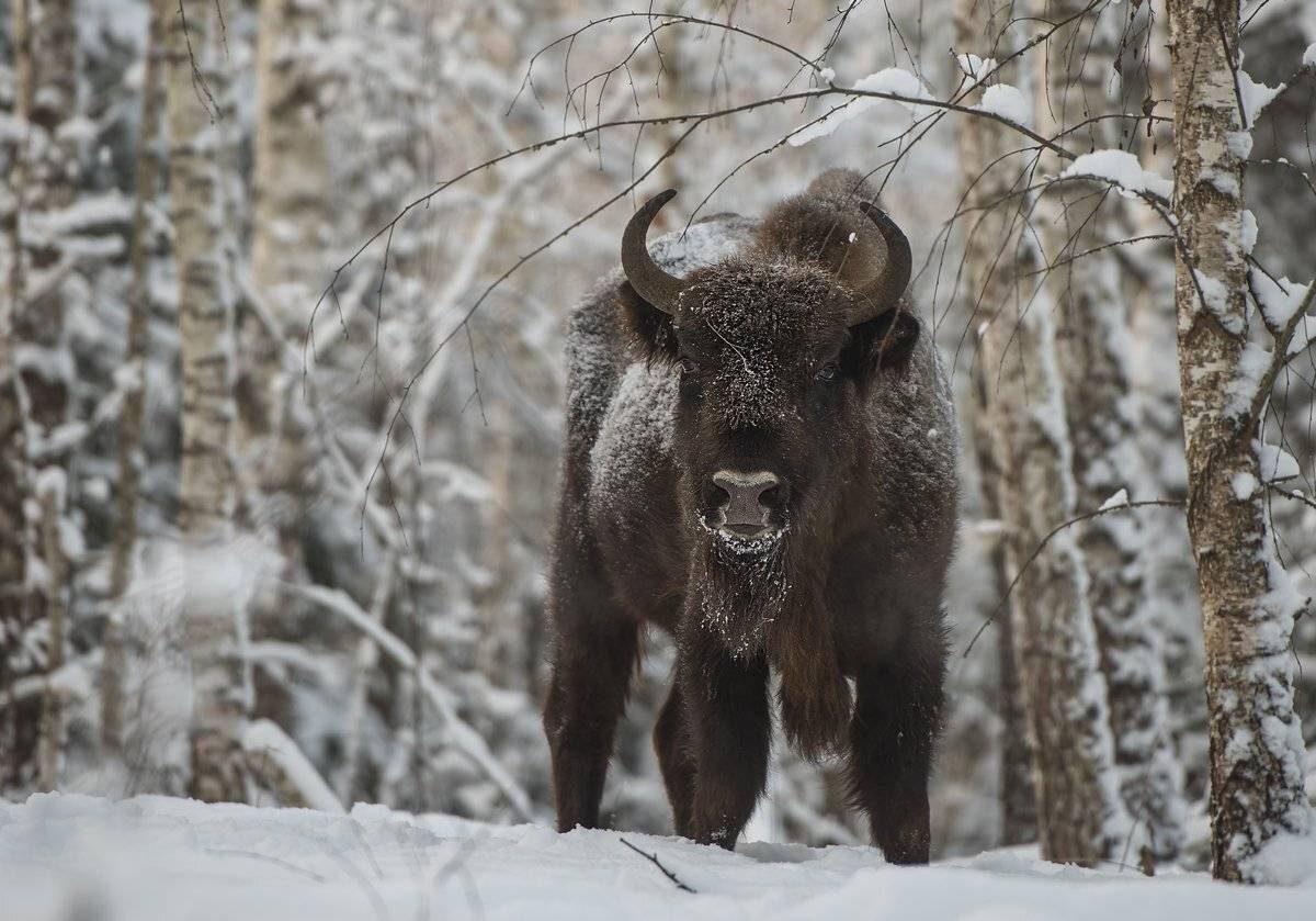 мужик, Александр Маркелов