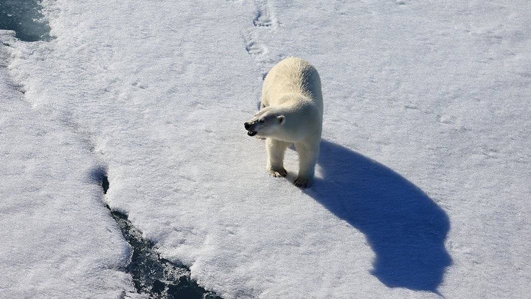 фотографандреевандрей, северныйполюс, northpole, арктика, arctic, ice, снег, лёд, круиз, expiditions, travel, белыймедведь, медведь, polarbear, животное, natgeowild, Андрей