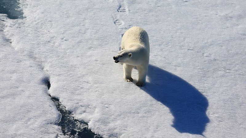 фотографандреевандрей, северныйполюс, northpole, арктика, arctic, ice, снег, лёд, круиз, expiditions, travel, белыймедведь, медведь, polarbear, животное, natgeowild  фото превью