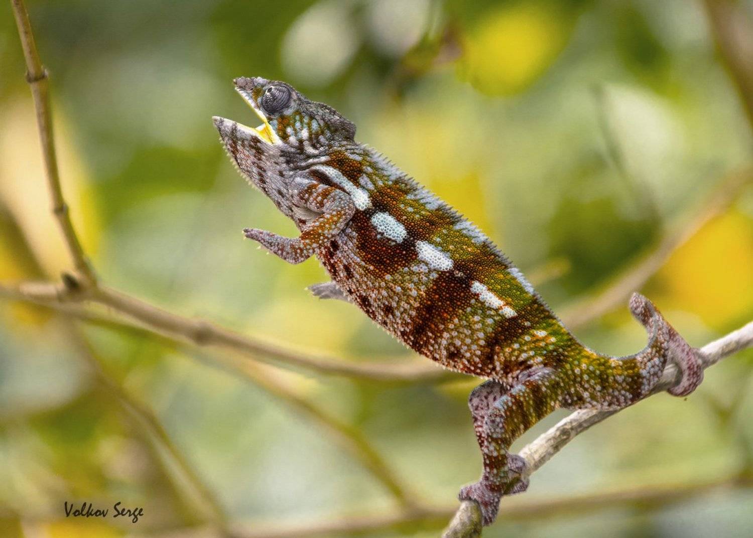 мадагаскар, хамелеон, furcifer pardalis, пантеровый хамелеон,, Сергей Волков