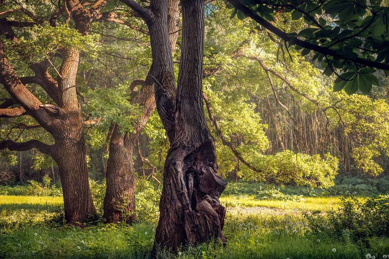 старые друзья фото превью