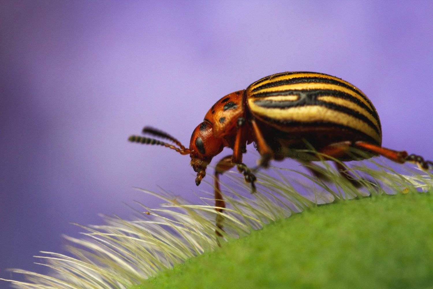 макро, колорадский жук, Тамара Морозова