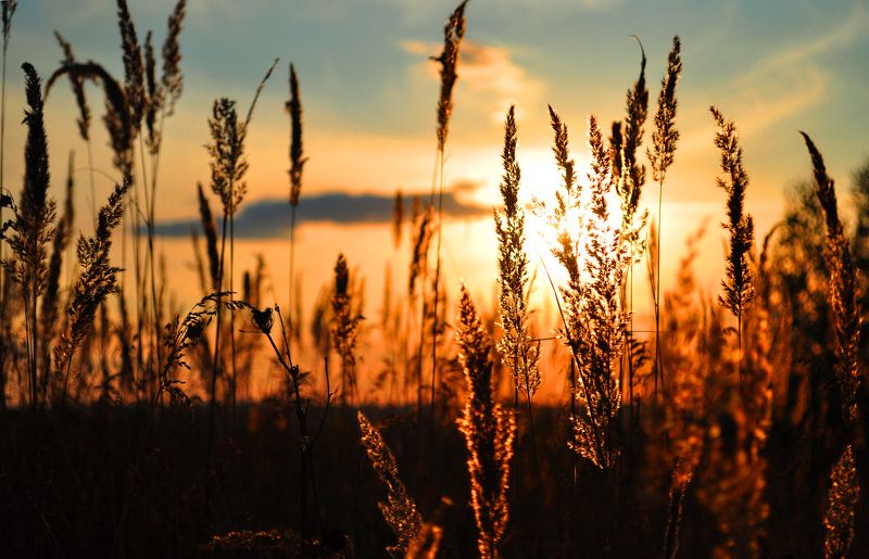 закат, Россия, Ярославль Золото заката фото превью