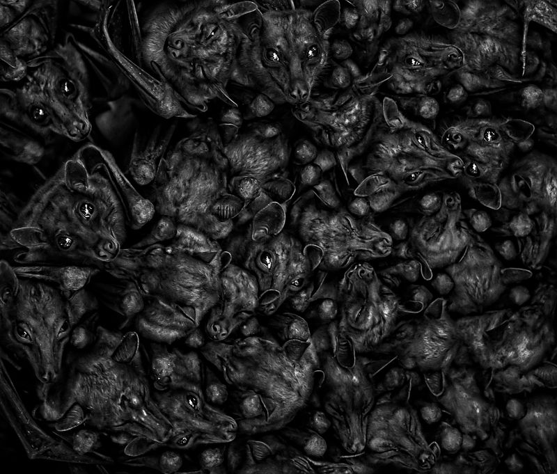 The Gathering фото превью