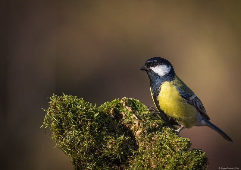 Great Tit фото превью