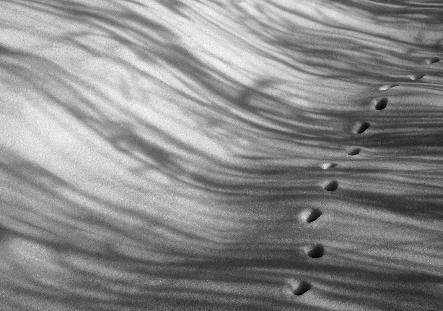 снег, лисий след, Антон