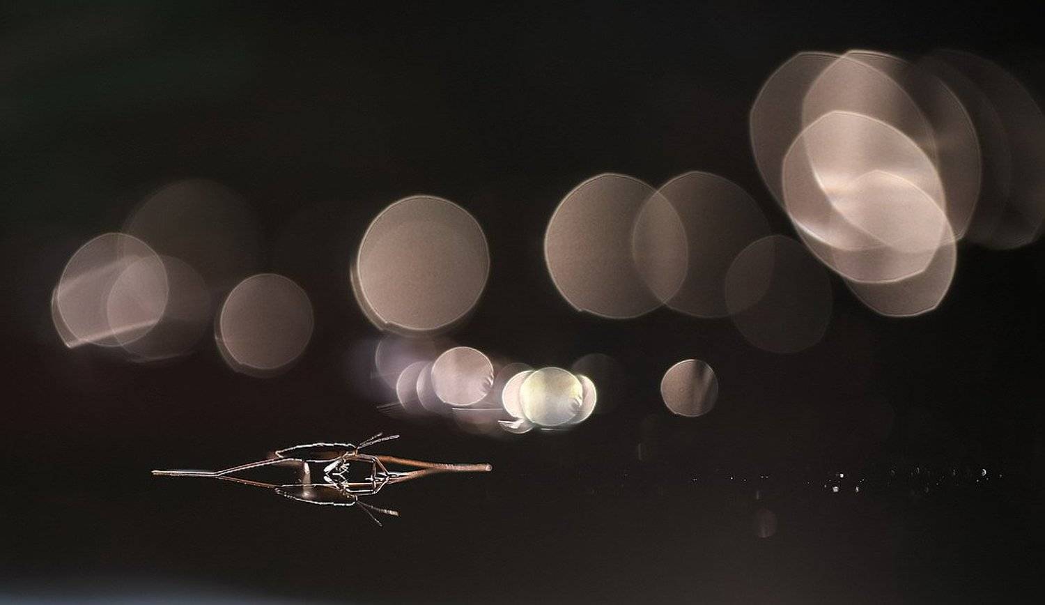 , Вячеслав Мищенко