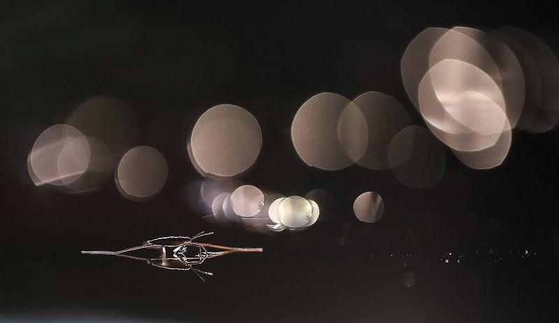 Конькобежец фото превью