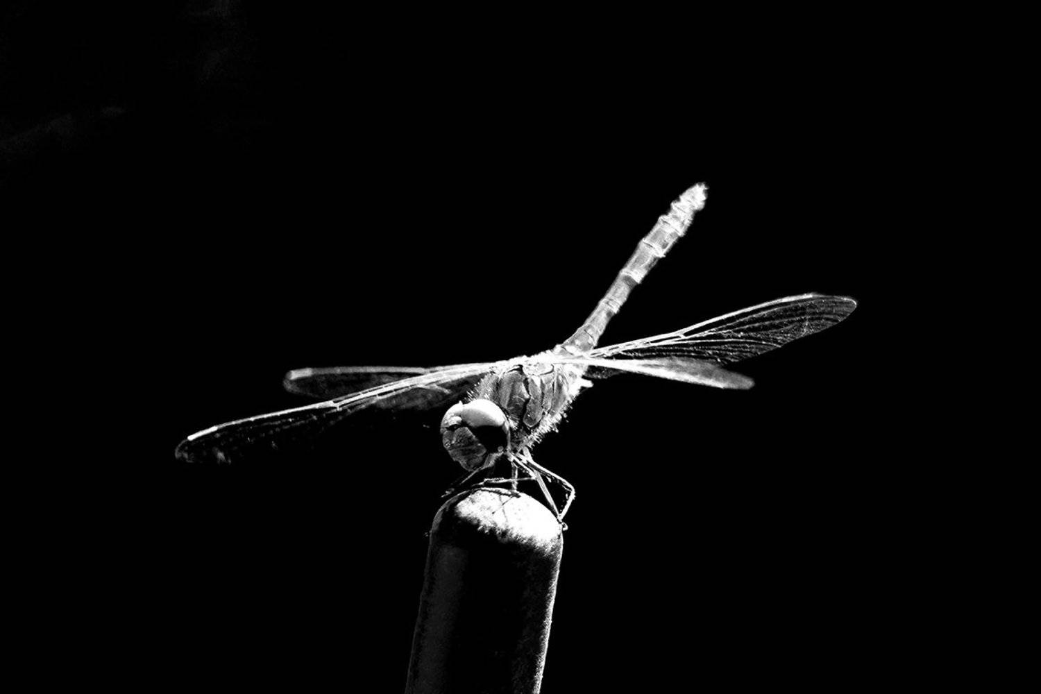 , Роман Рыжков