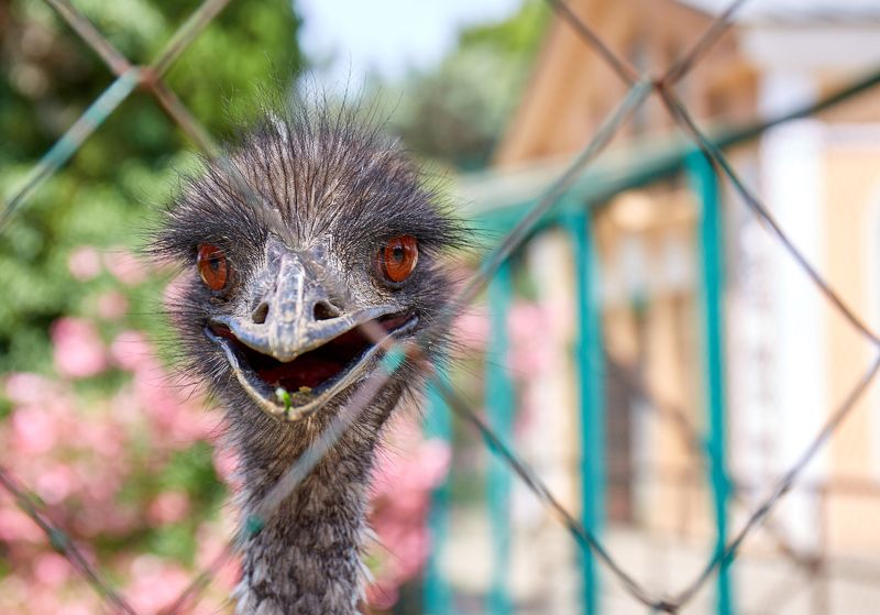 страус Вот и я! фото превью