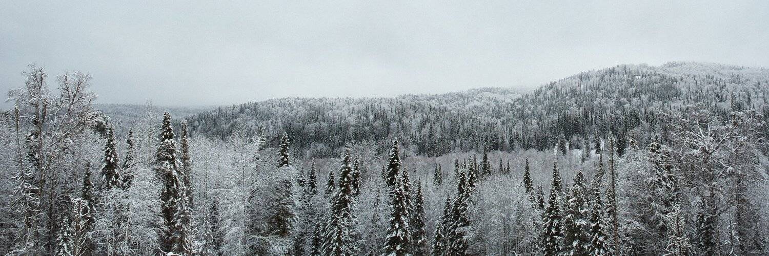 лес, снег, алтай, Цвелёв Дмитрий