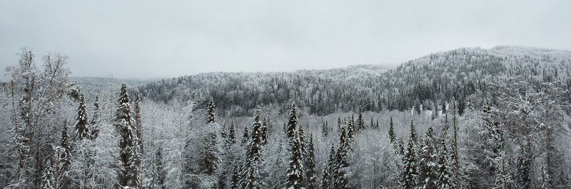 лес, снег, алтай По дороге на Алтай фото превью