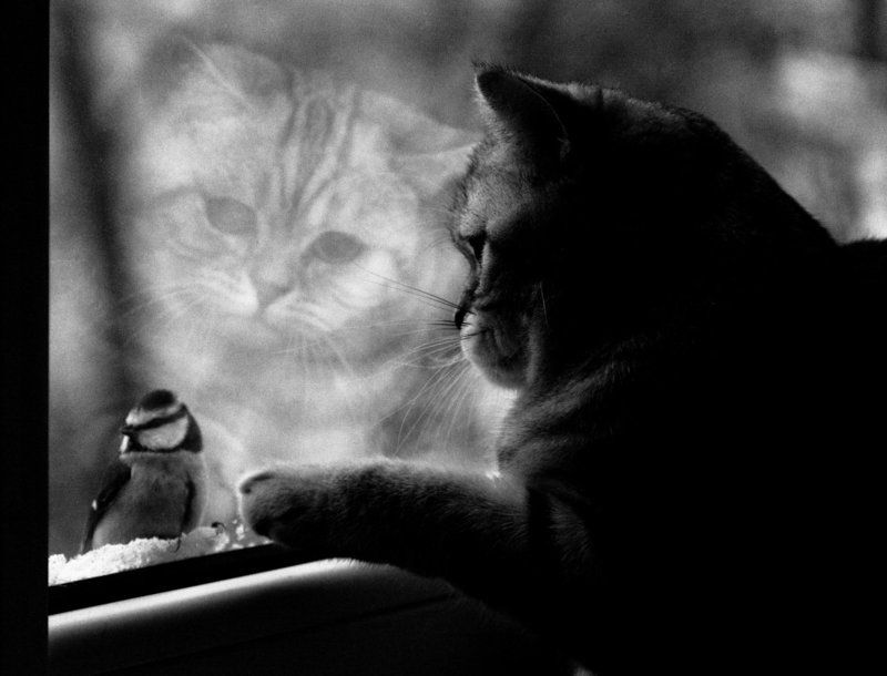 cat & tit фото превью