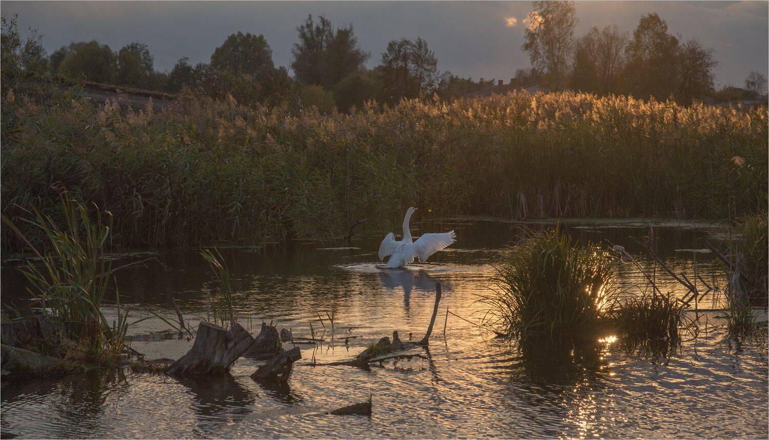 , Николай Шахманцир