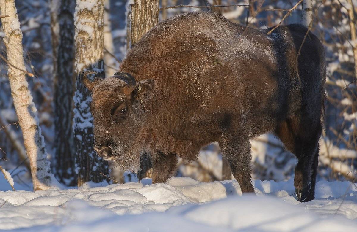 корма, Александр Маркелов