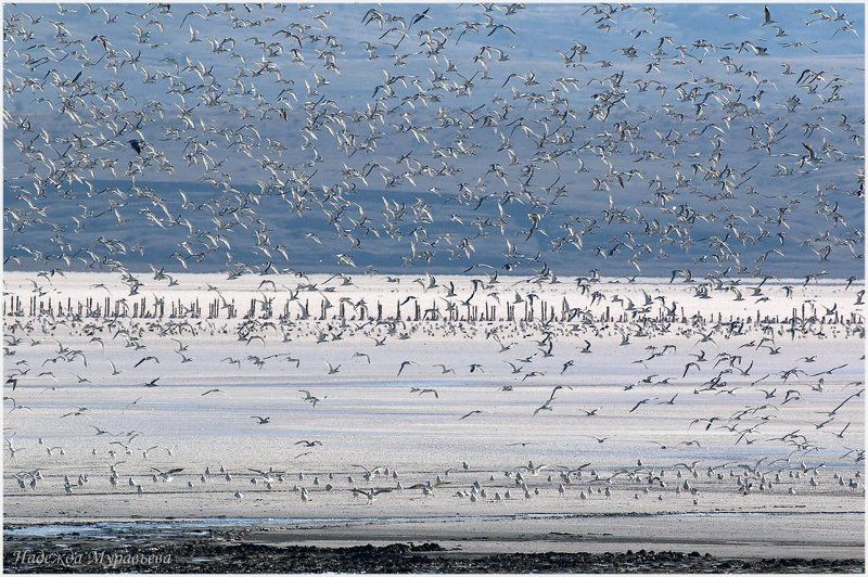 чайки, соляное озеро, чокрак, чокракское озеро, крым Большая семья фото превью