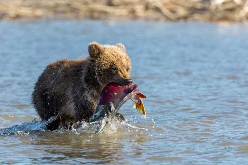 Камчатка, медведи Мама!!! Поймал!!!! фото превью
