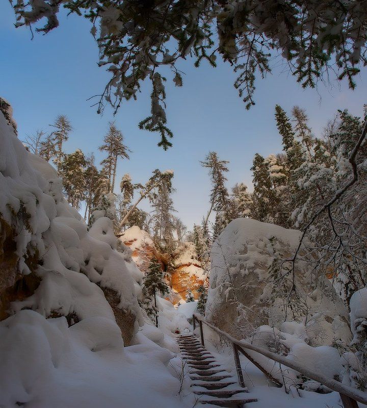 зима, снег, деревья, сосны  фото превью