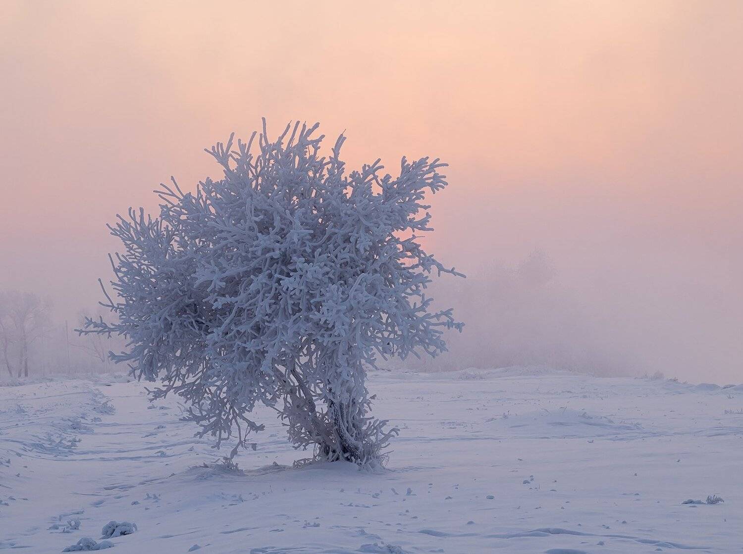 , Лещёнок Александр