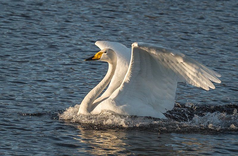О грациозности фото превью
