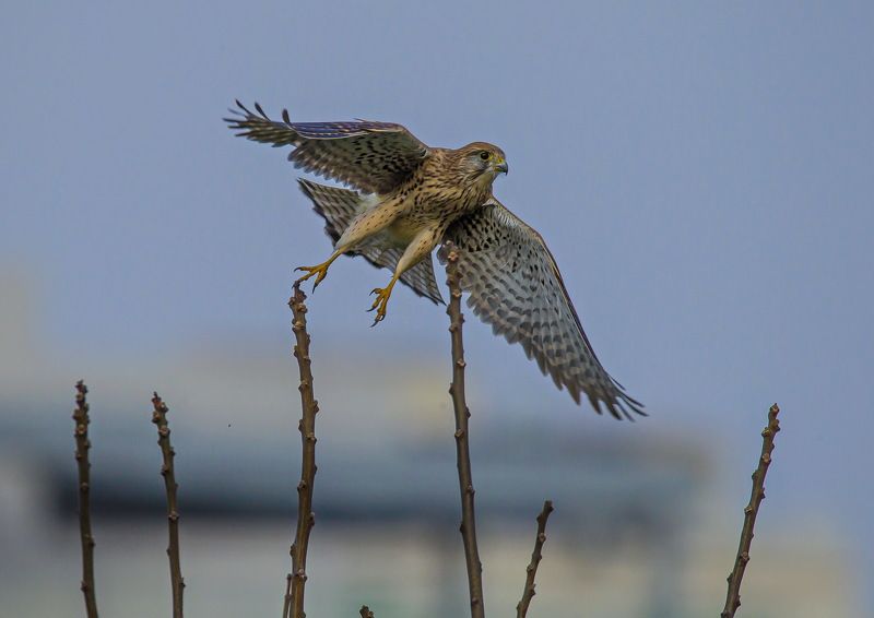 отрыв фото превью