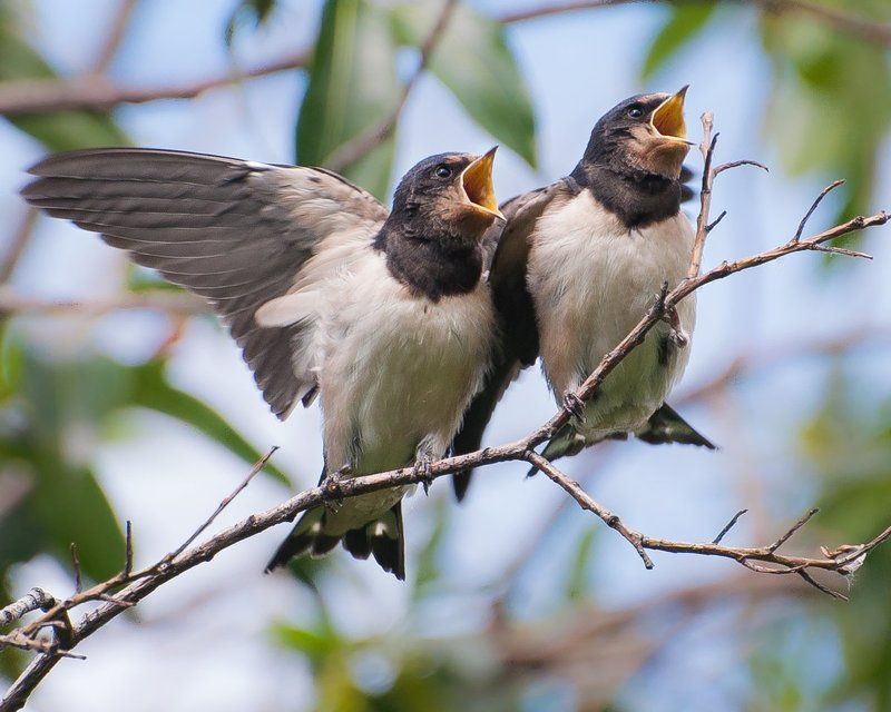 В ожидании обеда фото превью
