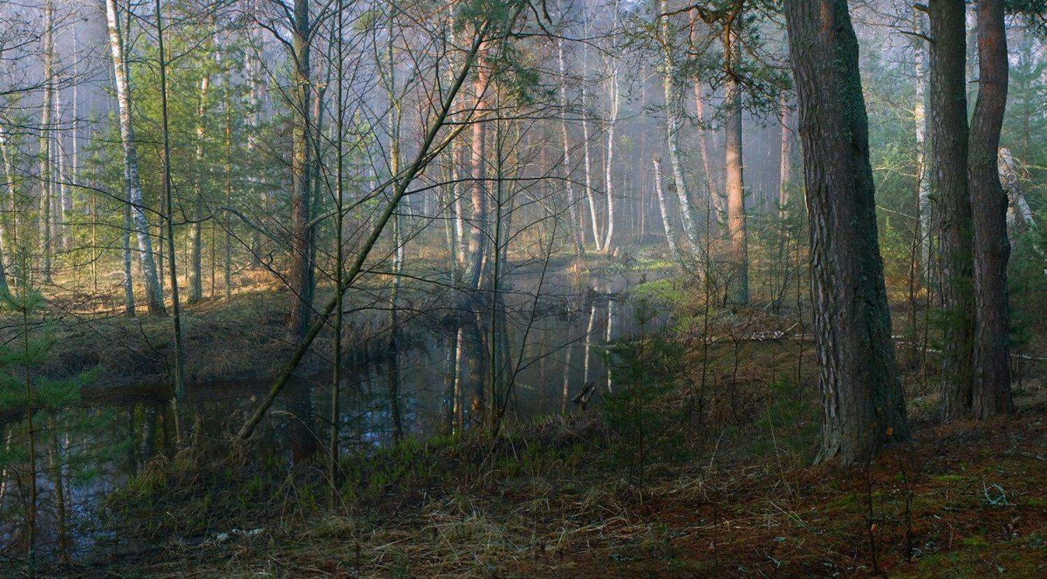 весна начало, Дмитрий Алексеев