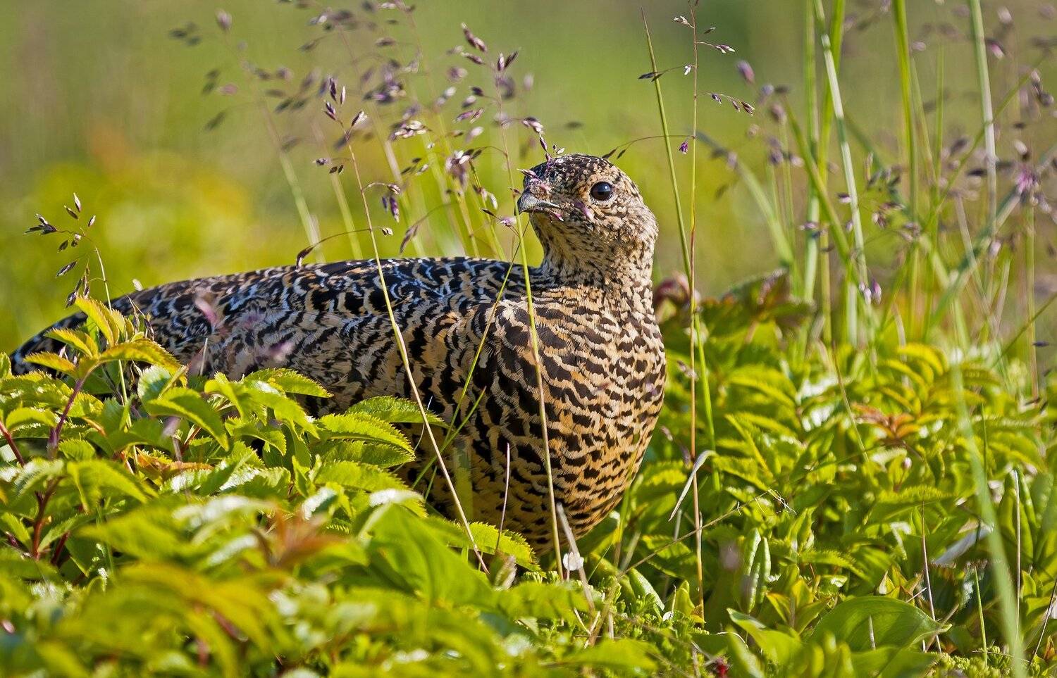 командорская, тундряная, куропатка;, lagopus, mutus;, курообразные;, galliformes;, тетеревиные;, tetraonidae;, птицы;, тундра;, остров, беринга;, камчатка;, командоры;, остров, беринга;, дальний, восток, Дмитрий Уткин