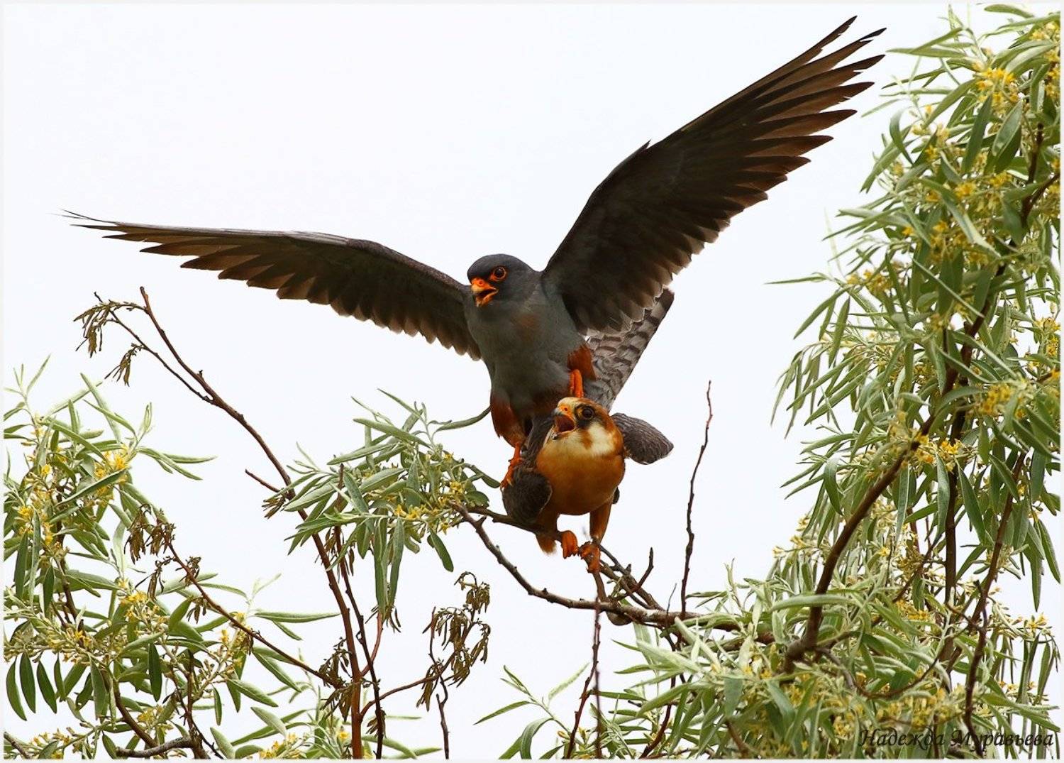 кобчик, falco vespertinus, крым, керченский полуостров, Надежда Муравьёва