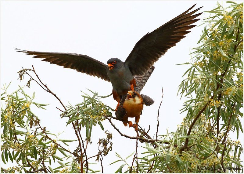 кобчик, falco vespertinus, крым, керченский полуостров Страсть фото превью