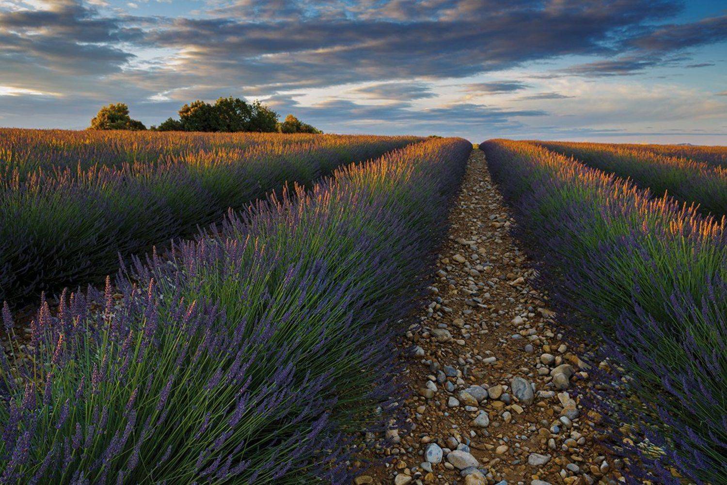 пейзаж, лаванда, прованс, рассвет, утро,, Maxim Striganov
