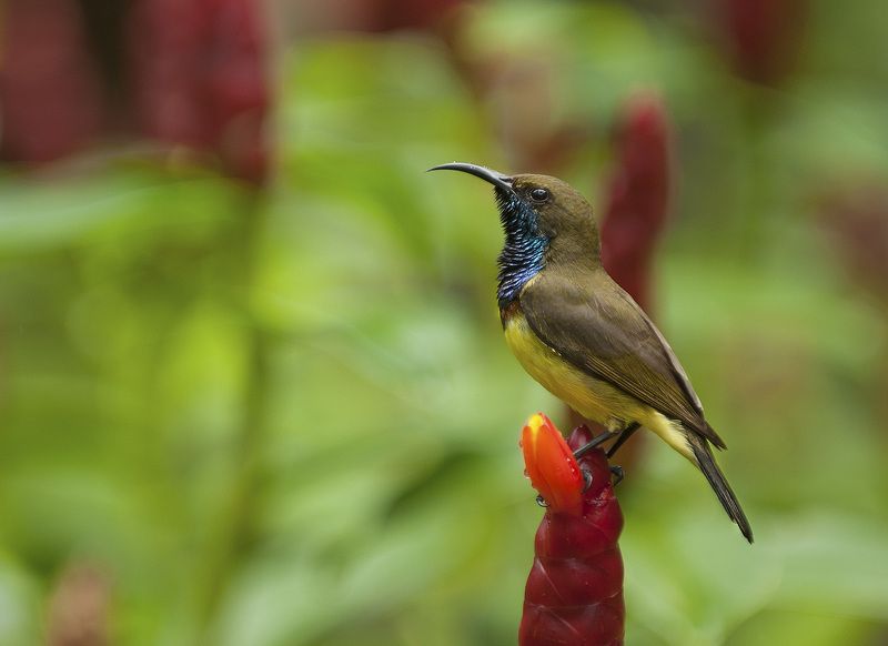 нектарница  И снова здравствуйте... фото превью