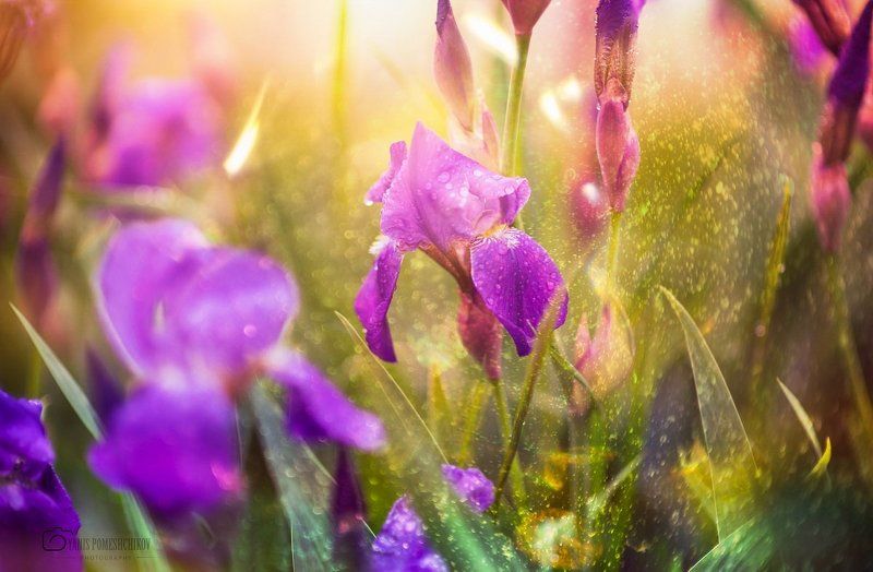 colors of nature фото превью