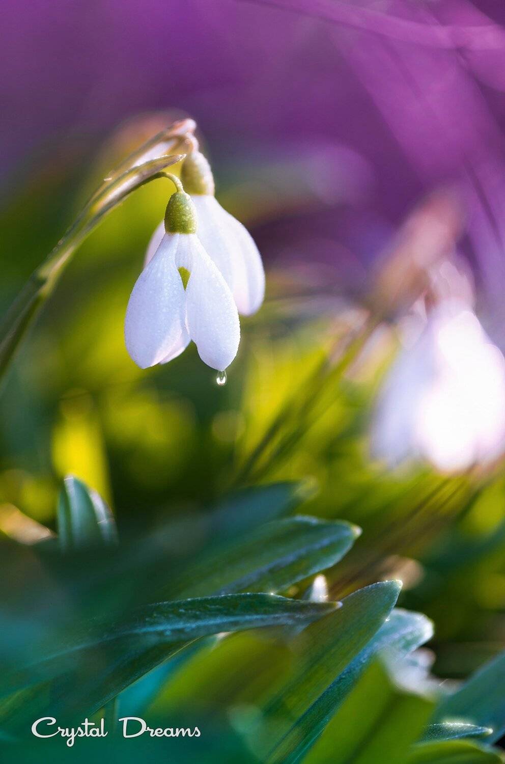 nature, crystal dreams, color, spring, Татьяна Крылова