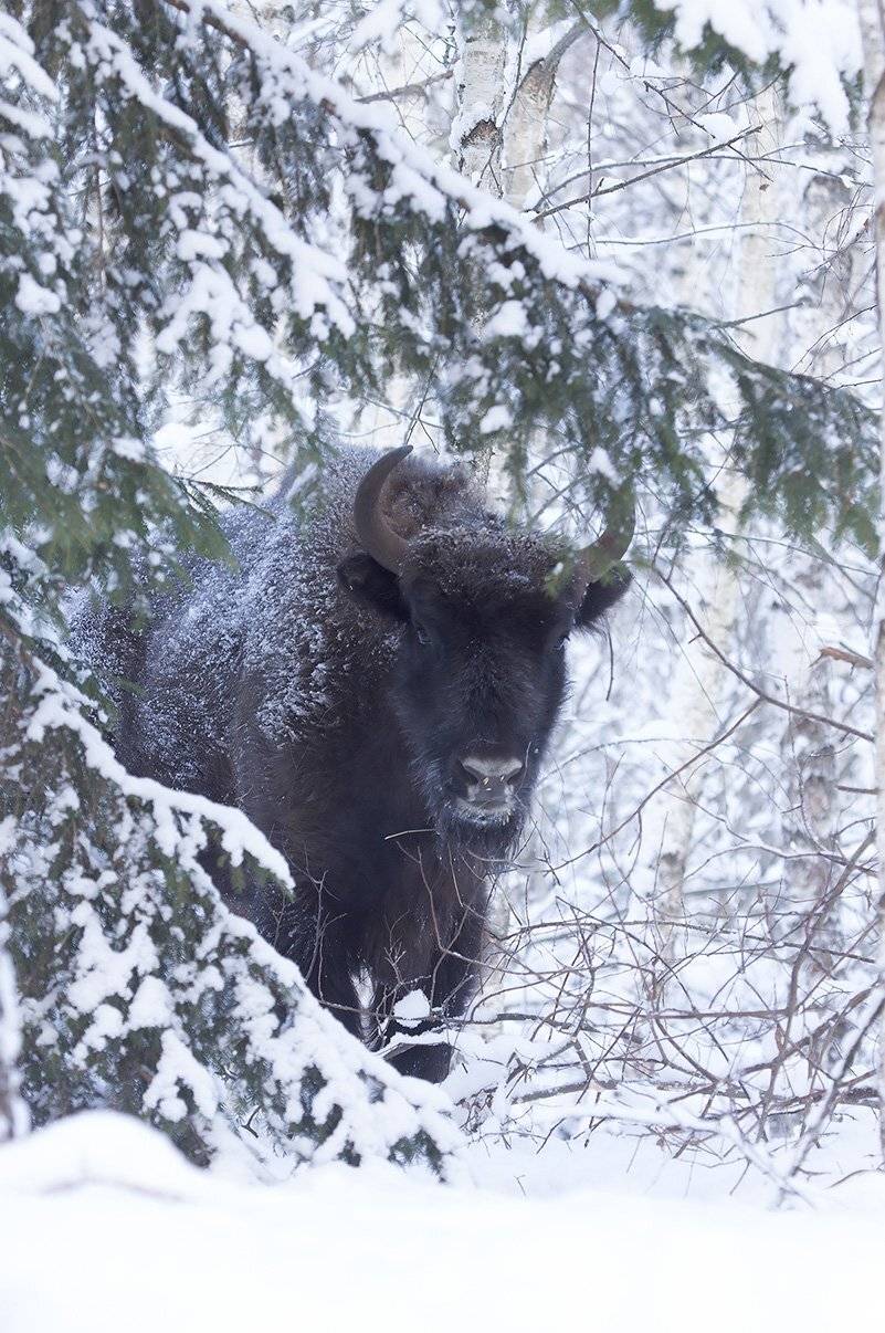 , Иваненко Светлана