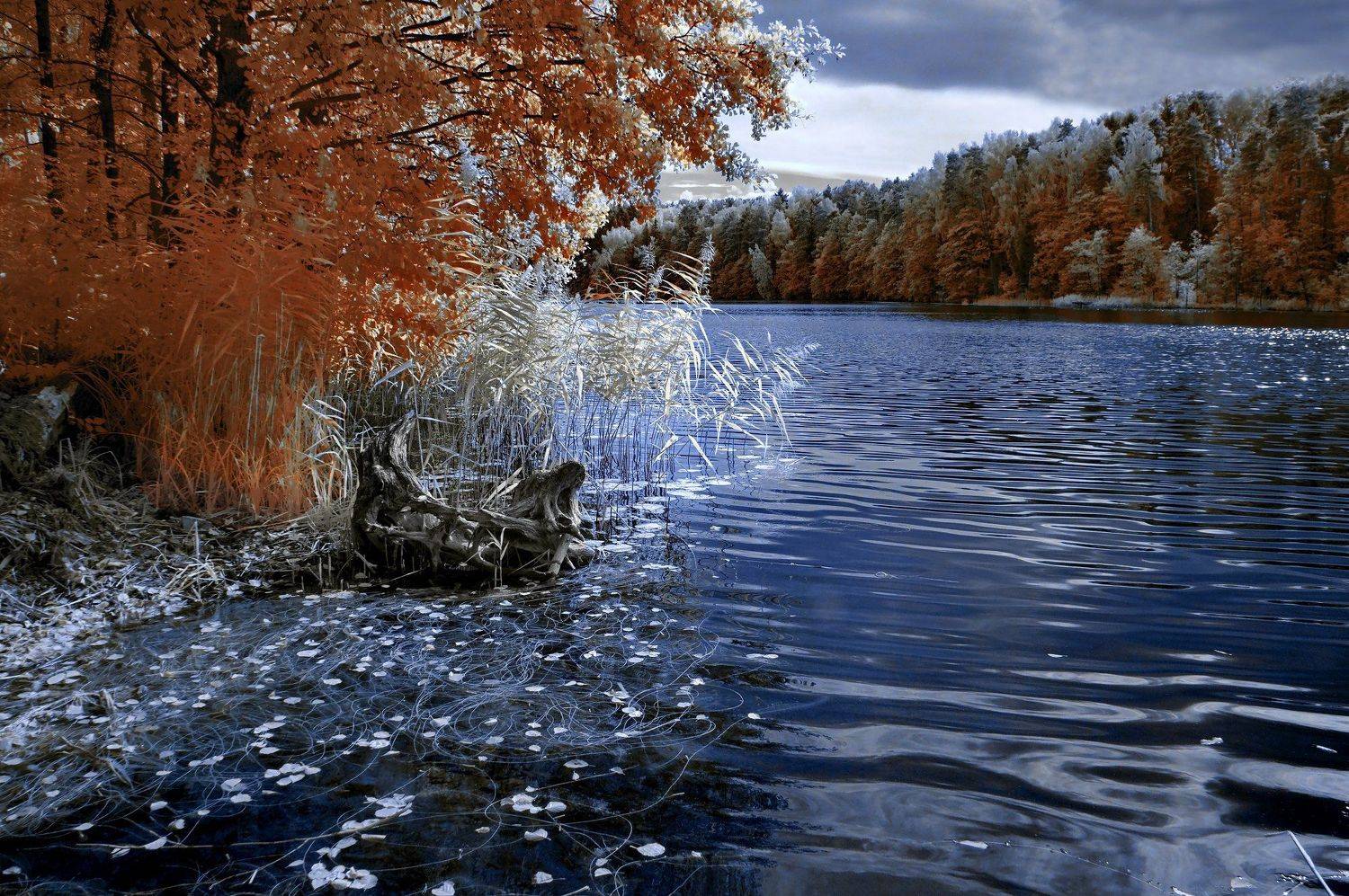 infrared,ик-фото,инфракрасное фото,инфракрасная фотография,пейзаж,природа,беларусь,осень, Sixten ( Сергей )