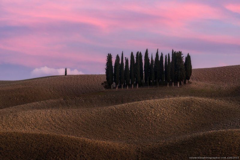Италия. Тоскана. Кипарисовый остров на закате в San Quirico d\'Orcia фото превью