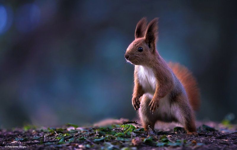 *** фото превью