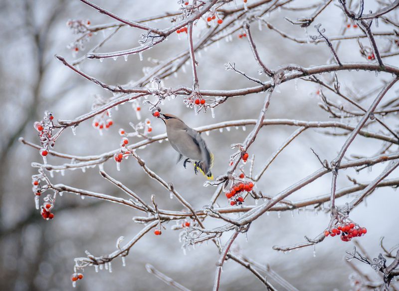 Сообразительность фото превью