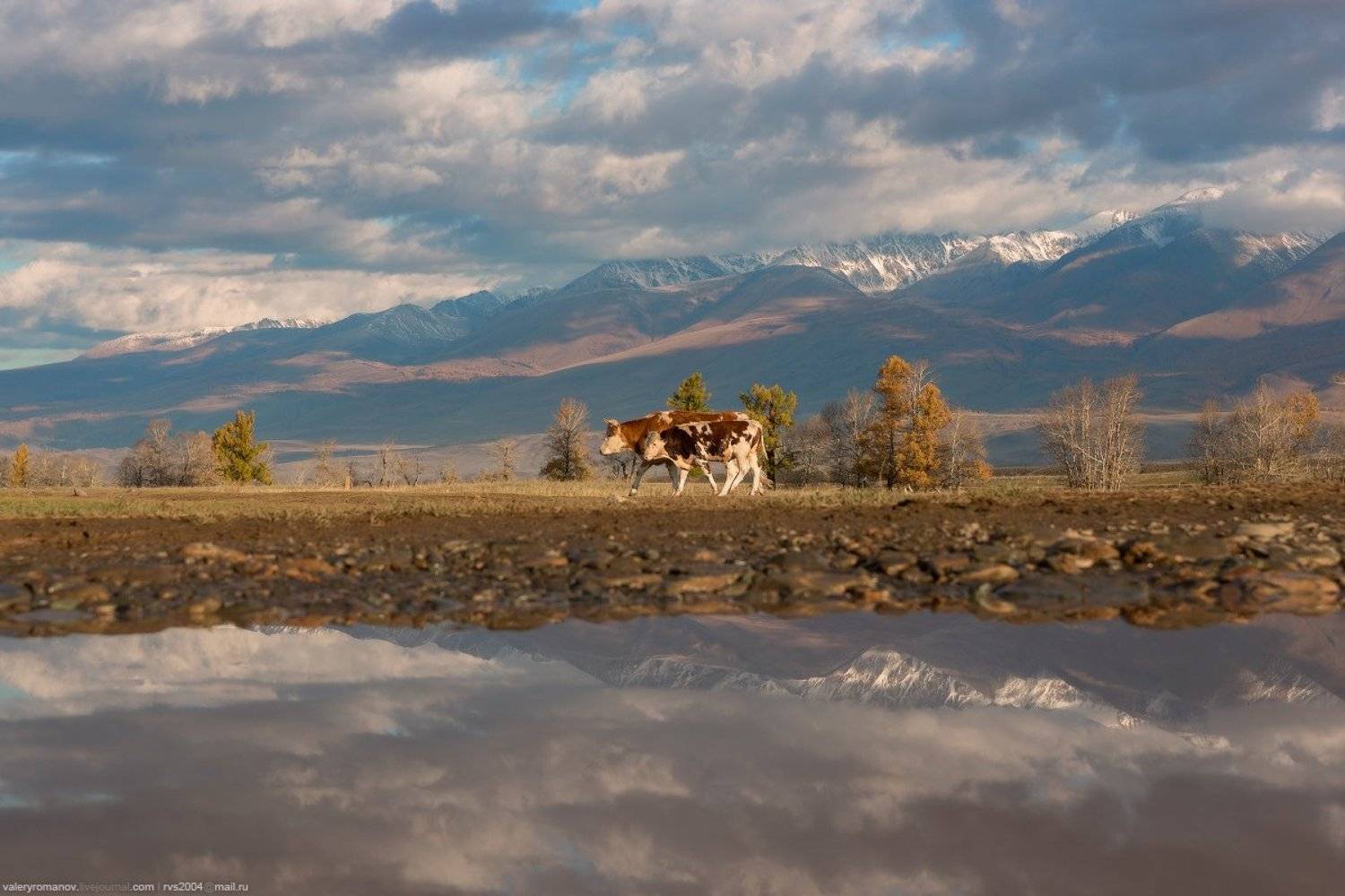 Долина, река, Чуя, Курай, Алтай, Россия, коровы, стадо, телеонк, горы, гора, снег, осень, отражения, облака, небо, Валерий Романов