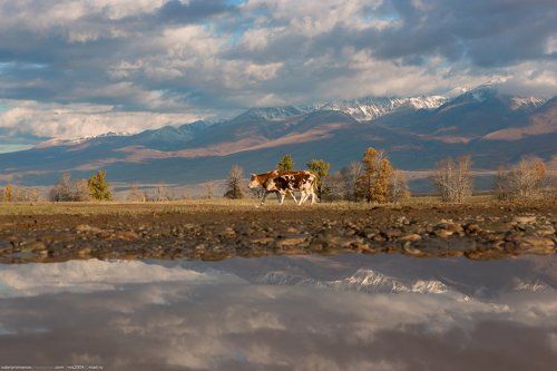 Коровка и еще половинка. A cow and a calf