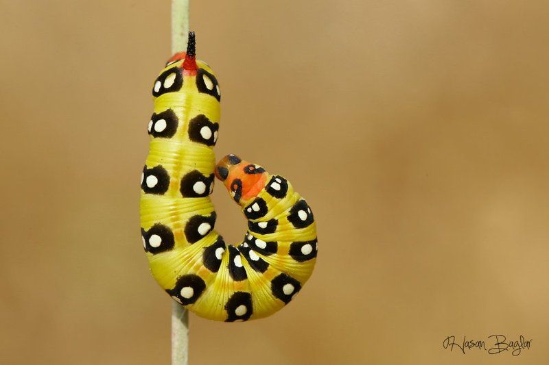 #moth, #caterpillar, #macro, #nature, #northcyprus Hook фото превью